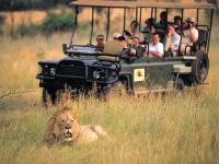 Lion in Entabeni Game Reserve