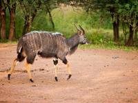 Kudu in Entabeni Game Reserve