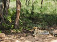 Cheetah in Entabeni Game Reserve