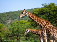 Giraffes in Entabeni Game Reserve