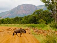 Impala in Entabeni Game Reserve