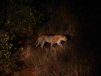 Leopard in Entabeni Game Reserve