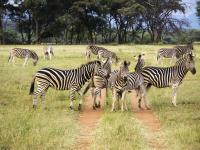 Zebras in Entabeni Game Reserve