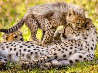 Cheetahs in Manyeleti Game Reserve