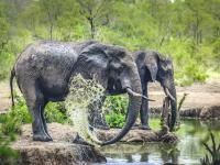 Elephants in Manyeleti Game Reserve